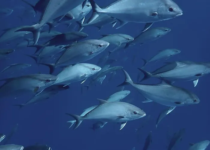 Апартаменты Lisboa